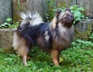 Remy von Chandrapura (graugewolkt)